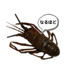 生き物シリーズ:伊勢海老①（個別スタンプ：37）
