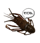 生き物シリーズ:伊勢海老①（個別スタンプ：39）