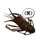 生き物シリーズ:伊勢海老①（個別スタンプ：40）