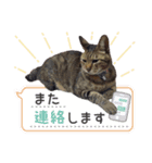 うちのツン多め時々デレ愛猫（個別スタンプ：6）