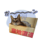 うちのツン多め時々デレ愛猫（個別スタンプ：11）