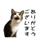 サスケとゆかいな猫なかま 4（個別スタンプ：6）