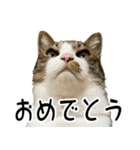 サスケとゆかいな猫なかま 4（個別スタンプ：9）