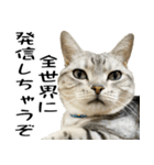 サスケとゆかいな猫なかま 4（個別スタンプ：11）