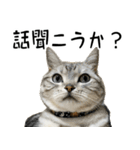 サスケとゆかいな猫なかま 4（個別スタンプ：17）