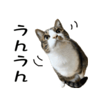 サスケとゆかいな猫なかま 4（個別スタンプ：22）