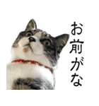 サスケとゆかいな猫なかま 4（個別スタンプ：35）