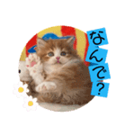 ねこまーち プリンスロック（個別スタンプ：8）