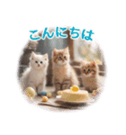 ずっと使える【敬語】猫♡花＆sweets（個別スタンプ：2）