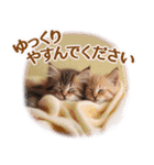 ずっと使える【敬語】猫♡花＆sweets（個別スタンプ：21）