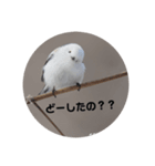雪の妖精 シマエナガ（個別スタンプ：5）