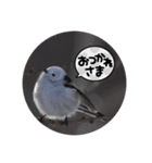 雪の妖精 シマエナガ（個別スタンプ：8）