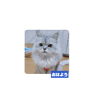 わがやの猫cat（個別スタンプ：1）