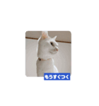 わがやの猫cat（個別スタンプ：7）