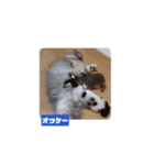 わがやの猫cat（個別スタンプ：11）