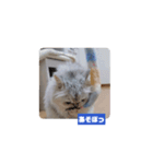 わがやの猫cat（個別スタンプ：14）