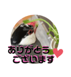 桜文鳥わすけ わすは仕事中【改訂版】（個別スタンプ：2）