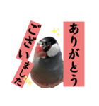 桜文鳥わすけ わすは仕事中【改訂版】（個別スタンプ：3）