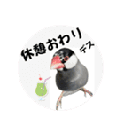 桜文鳥わすけ わすは仕事中【改訂版】（個別スタンプ：12）