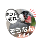 桜文鳥わすけ わすは仕事中【改訂版】（個別スタンプ：17）