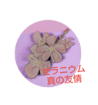 チロchの主 花の絵 花言葉と夏向けスタンプ（個別スタンプ：4）