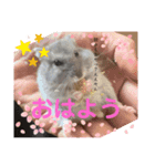 暴れ食いしん坊ハムスターやちる君2〜春〜（個別スタンプ：1）