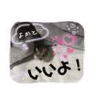 暴れ食いしん坊ハムスターやちる君2〜春〜（個別スタンプ：8）