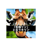 動物ダジャレスタンプ(需要なし)（個別スタンプ：2）