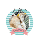 いつでも猫と一緒スタンプ（個別スタンプ：2）