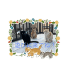いつでも猫と一緒スタンプ（個別スタンプ：6）