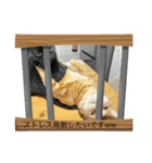 いつでも猫と一緒スタンプ（個別スタンプ：7）