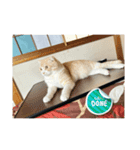 いつでも猫と一緒スタンプ（個別スタンプ：8）