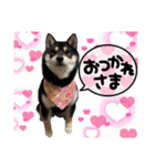 柴犬茶子＆黒羽スタンプ1（個別スタンプ：1）