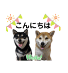 柴犬茶子＆黒羽スタンプ1（個別スタンプ：2）