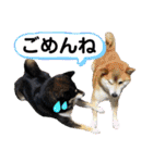 柴犬茶子＆黒羽スタンプ1（個別スタンプ：10）