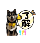 柴犬茶子＆黒羽スタンプ1（個別スタンプ：25）