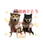 柴犬茶子＆黒羽スタンプ1（個別スタンプ：40）