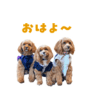 キャバプー3兄弟（個別スタンプ：1）