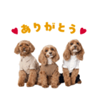 キャバプー3兄弟（個別スタンプ：2）