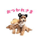 キャバプー3兄弟（個別スタンプ：4）