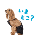 キャバプー3兄弟（個別スタンプ：7）
