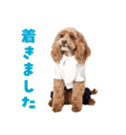 キャバプー3兄弟（個別スタンプ：8）
