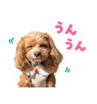 キャバプー3兄弟（個別スタンプ：9）