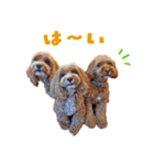 キャバプー3兄弟（個別スタンプ：10）