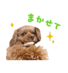 キャバプー3兄弟（個別スタンプ：11）