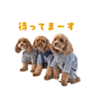 キャバプー3兄弟（個別スタンプ：13）