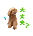 キャバプー3兄弟（個別スタンプ：14）