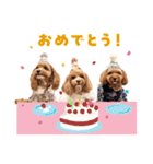 キャバプー3兄弟（個別スタンプ：15）