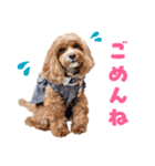 キャバプー3兄弟（個別スタンプ：17）