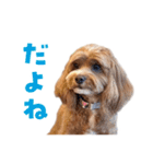 キャバプー3兄弟（個別スタンプ：18）
